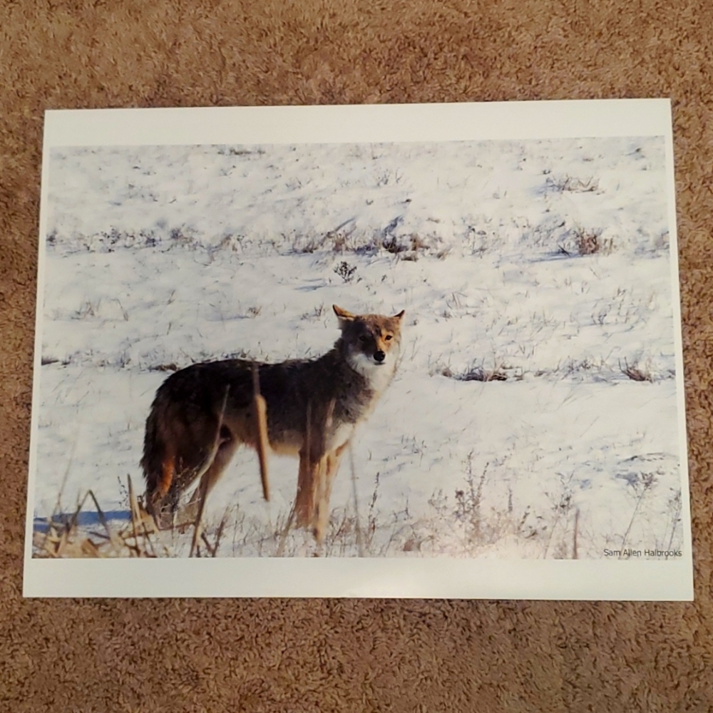 13" X 19" Coyote in the snow beautiful picture 📸